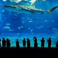 大きな水槽の中を泳ぐジンベエザメと観客のシルエットの写真