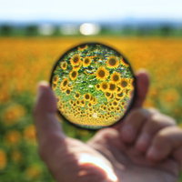 虫眼鏡で覗いたひまわり畑の黄色い花々の写真