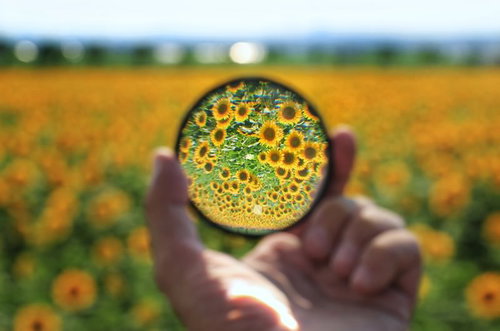 虫眼鏡で覗いたひまわり畑の黄色い花々