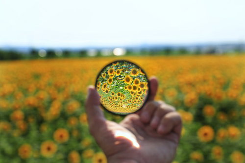 フィルター越しに見た向日葵畑