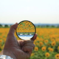 フィルターを通して見る向日葵畑の夏の風景の写真
