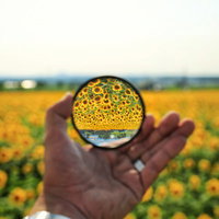 水晶玉越しに映る黄色いひまわり畑と手の写真