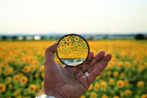水晶玉越しに映る黄色いひまわり畑と手