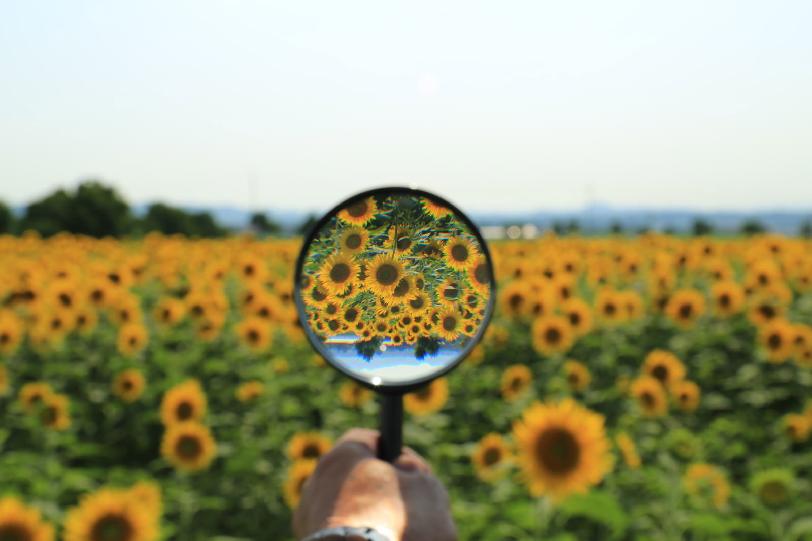 虫眼鏡を通して見る黄色いひまわりの花と背景のひまわり畑