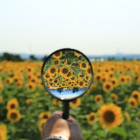 虫眼鏡越しに見る夏のひまわり畑、黄色い花のクローズアップの写真