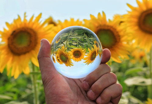 水晶玉越しのひまわり畑