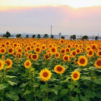 夕焼けに染まる空と向日葵畑の黄色い花が咲く夏の風景の写真