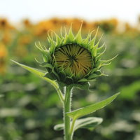 開花を待つひまわりの蕾が咲く夏の成長過程の写真