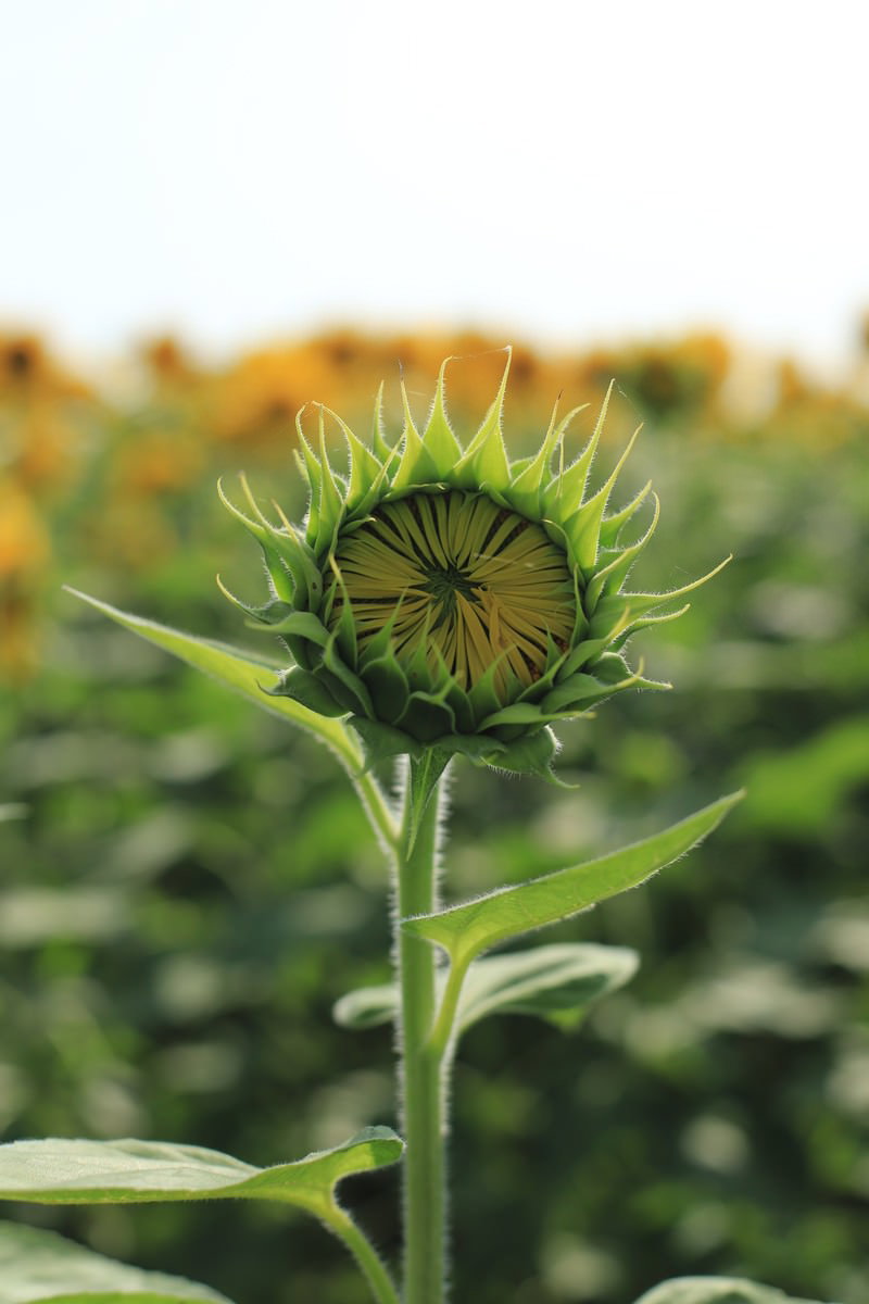 緑色の総苞に包まれた開花前のひまわりの蕾
