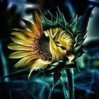 ひまわり畑のつぼみ（開花前）の写真