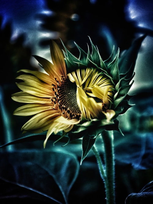 ひまわり畑のつぼみ（開花前）