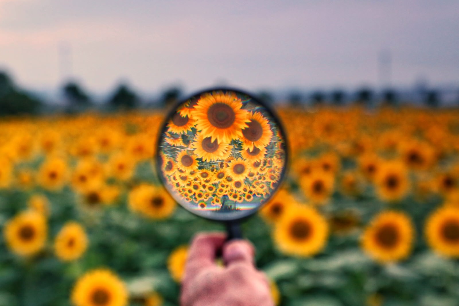 虫眼鏡のレンズ越しに拡大されて見える黄色いひまわりの花