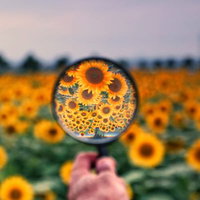 虫眼鏡を使ってひまわり畑を覗いてみた拡大風景の写真