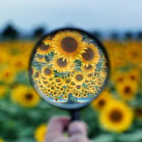 ひまわり畑を覗く虫メガネで見る向日葵の拡大風景の写真