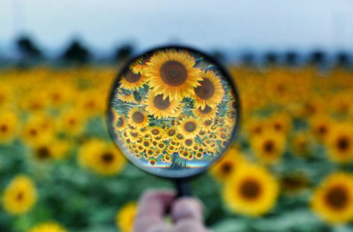 ひまわり畑を覗く虫メガネで見る向日葵の拡大風景