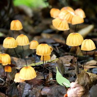 落ち葉の間に生える黄色とオレンジの小さなハナオチバタケの写真