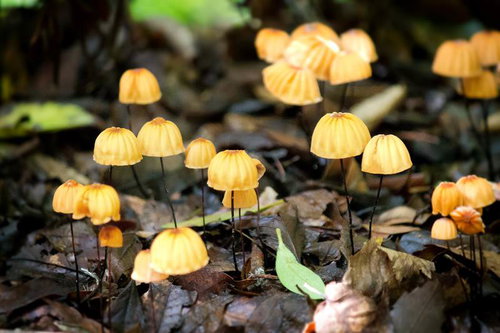 落ち葉の間に生える黄色とオレンジの小さなハナオチバタケ