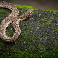 苔の生えた濡れた岩の上で口を開けるマムシの接写の写真