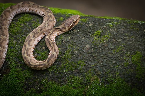 苔の生えた濡れた岩の上で口を開けるマムシの接写