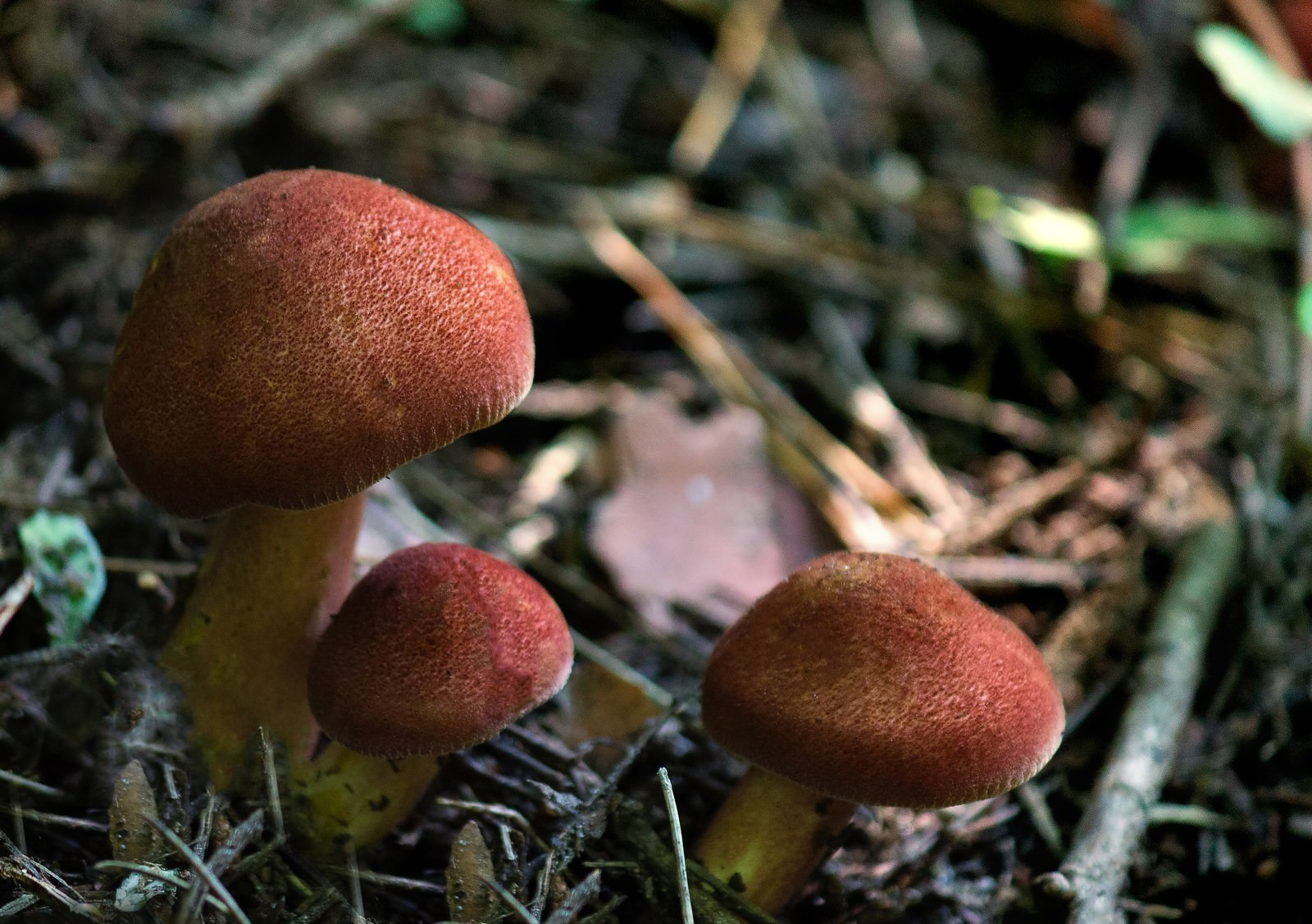 苔むした落ち葉と朽木に生える茶色いキノコ3本の接写