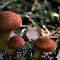 森の地面に生えた茶色いキノコ3本の写真