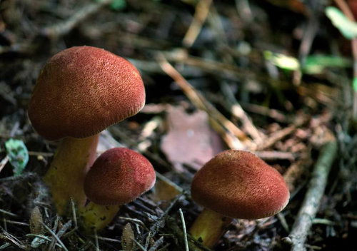 森の地面に生えた茶色いキノコ3本