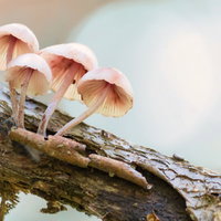 枯れ木に生えるピンク色の小さなキノコの写真