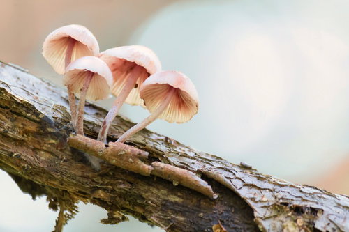 枯れ木に生えるピンク色の小さなキノコ