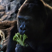 ブロッコリーを食べるゴリラの写真