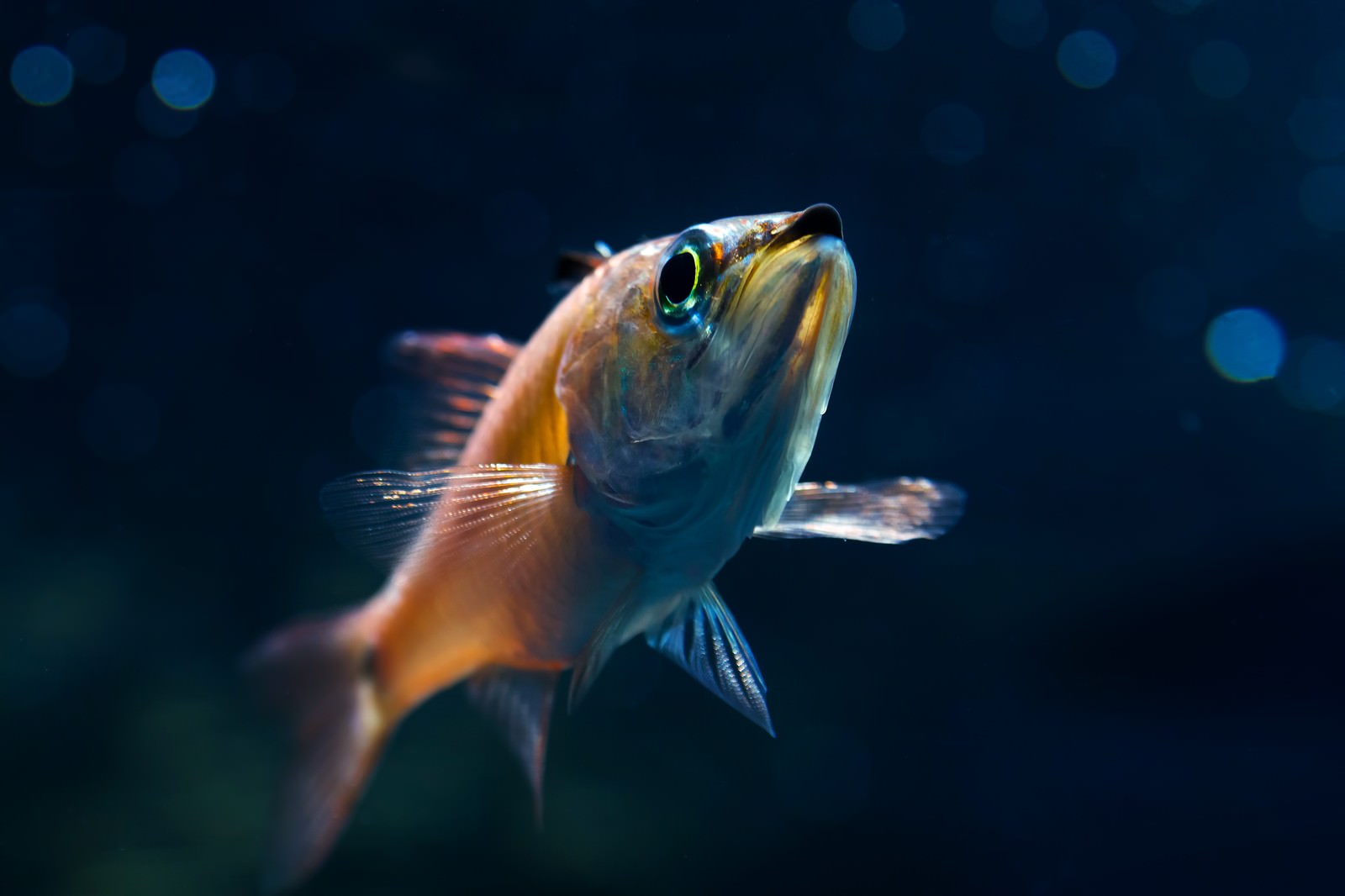 水槽の中を泳ぐオレンジと青の小魚