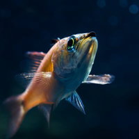 水中を泳ぐオレンジと青の小魚の写真