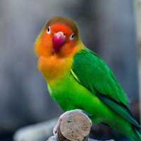 首を傾げてこちらを小バカにしたような表情のインコの写真