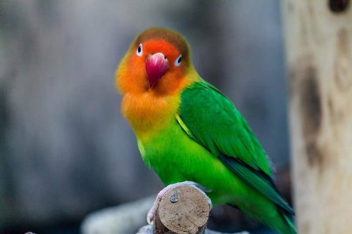 首を傾げてこちらを小バカにしたような表情のインコ