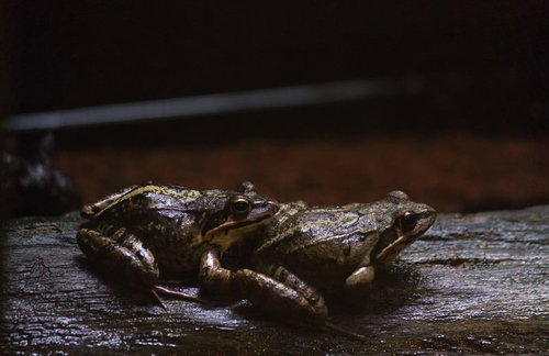 水辺の石の上でくっつくつがいの小さな蛙