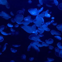 青い水の中でゆったりと漂う半透明のミズクラゲの写真