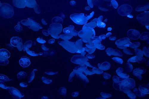 青い水の中でゆったりと漂う半透明のミズクラゲ