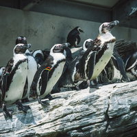 流木の上に並んで立つ黒と白のペンギンの群れの写真