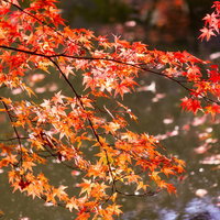 水面に浮かぶ落ち葉と紅葉したモミジの枝の写真