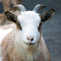 正面を向く2本角の白いヤギの顔の写真