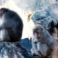 「俺、会社辞めようと思うんだ」と語りそうな猿の写真