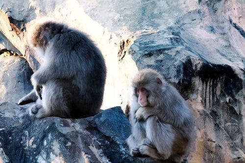 「俺、会社辞めようと思うんだ」と語りそうな猿