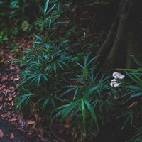 きのこも生える不気味な山道のジメジメした路面の写真