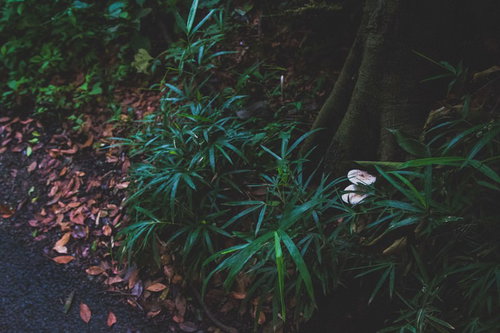 きのこも生える不気味な山道のジメジメした路面の写真