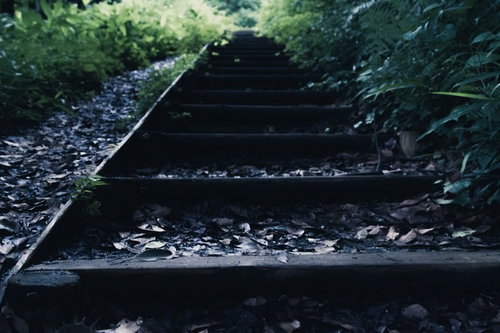 雨上がり湿った木の階段と草むす廃線跡の写真