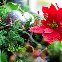 赤いポインセチアと松ぼっくりのクリスマス飾りの写真
