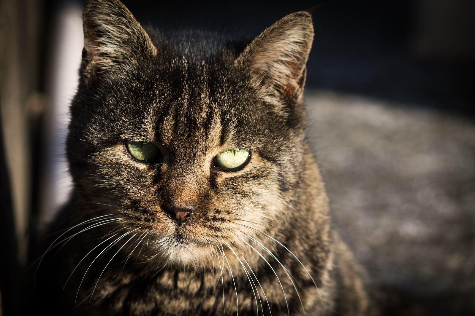緑色の瞳で睨むキジトラ猫が画面手前で正面を見つめている