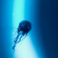 青い水中を漂うミズクラゲの写真