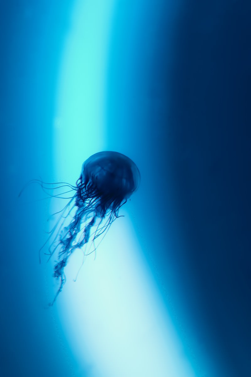 光の中を浮遊するミズクラゲ。傘部分は紺色で長い触手が垂れている