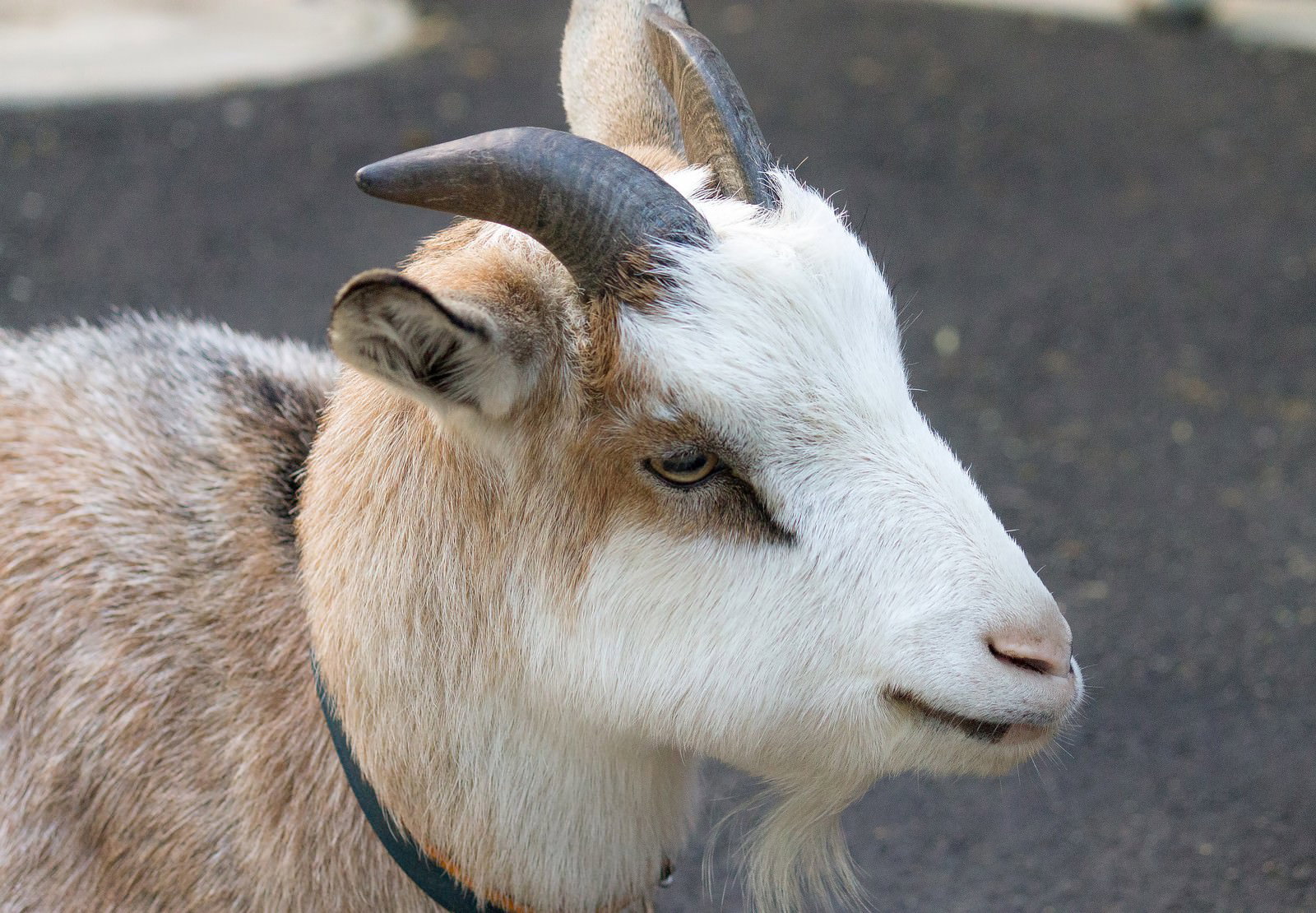 茶色と白の毛並みをした山羊が動物園で横を向いて立つ