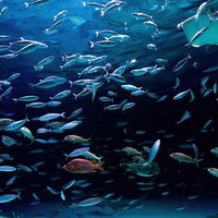 サメと大量の魚の群れが泳ぐ水族館の大水槽の写真